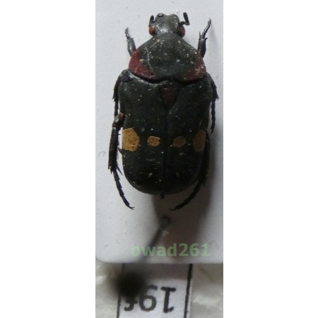 Glycyphana quadricolor rubroscutellari Mohnike, 1873 Philippines19f